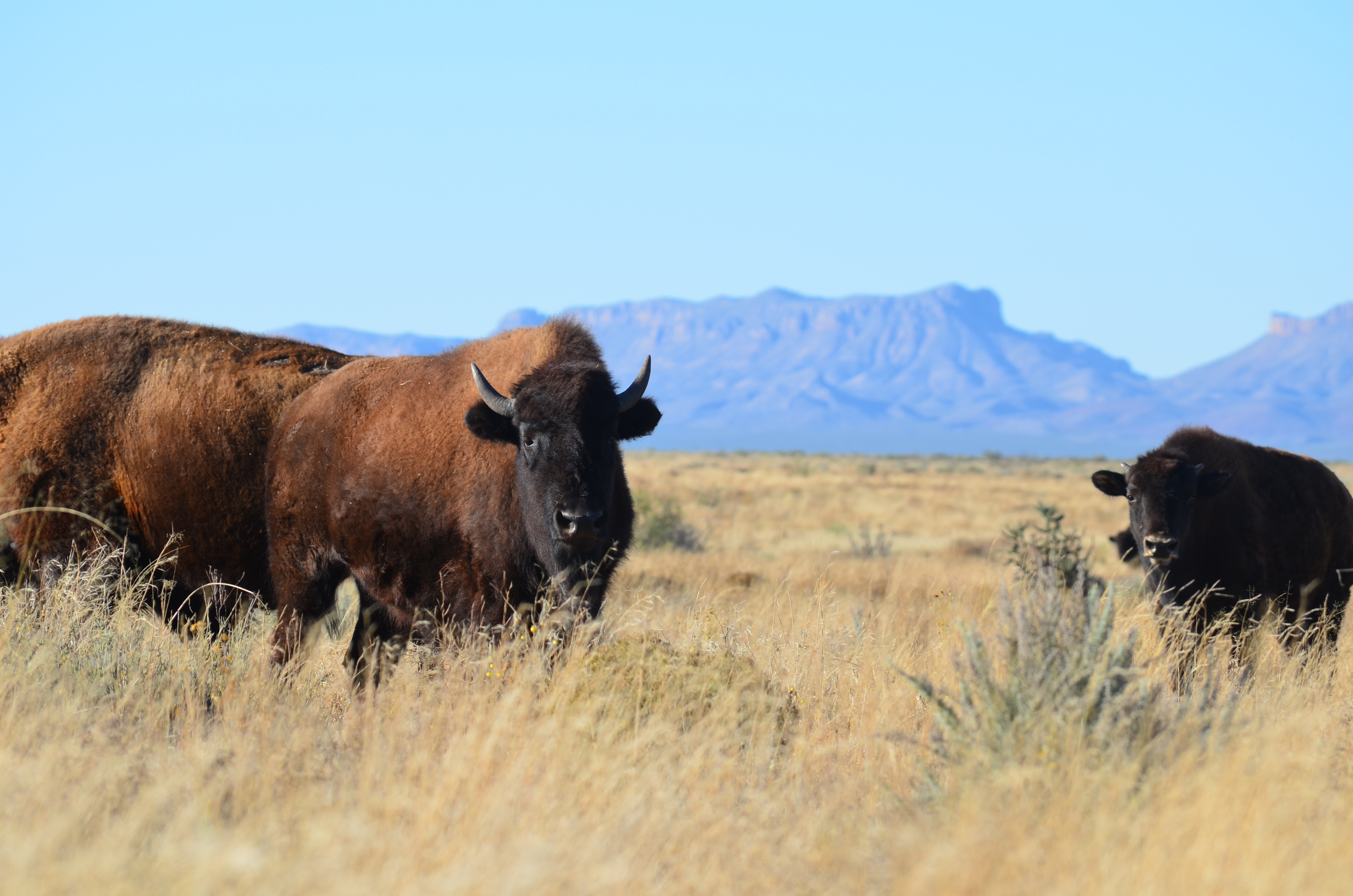 A historic ranch in southern New Mexico and part of the Ted Turner ...